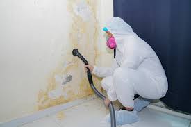 Why You Should Choose Our Mold Remediation Services in Red Lake, AZ